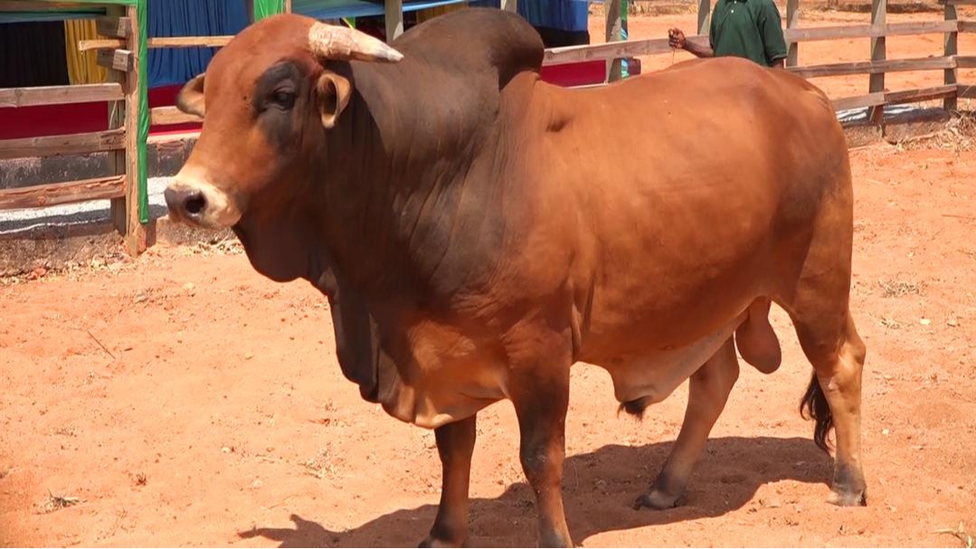 Hali ya Sekta ya Mifugo nchini