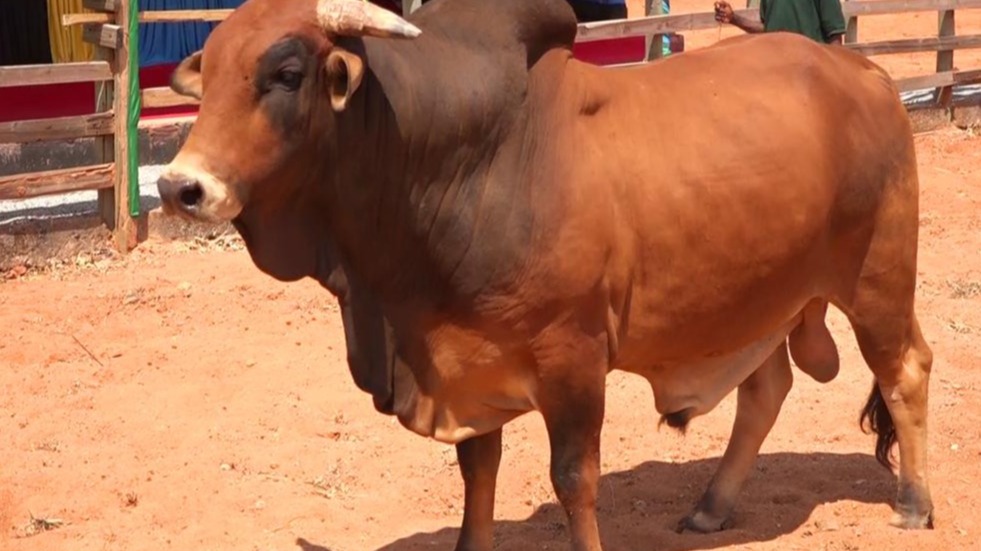 Utoaji wa vibali (Mifugo)