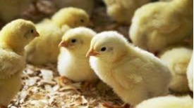 SERIKALI YAKANUSHA KUAGIZA VIFARANGA VYA KUKU KUTOKA NJE