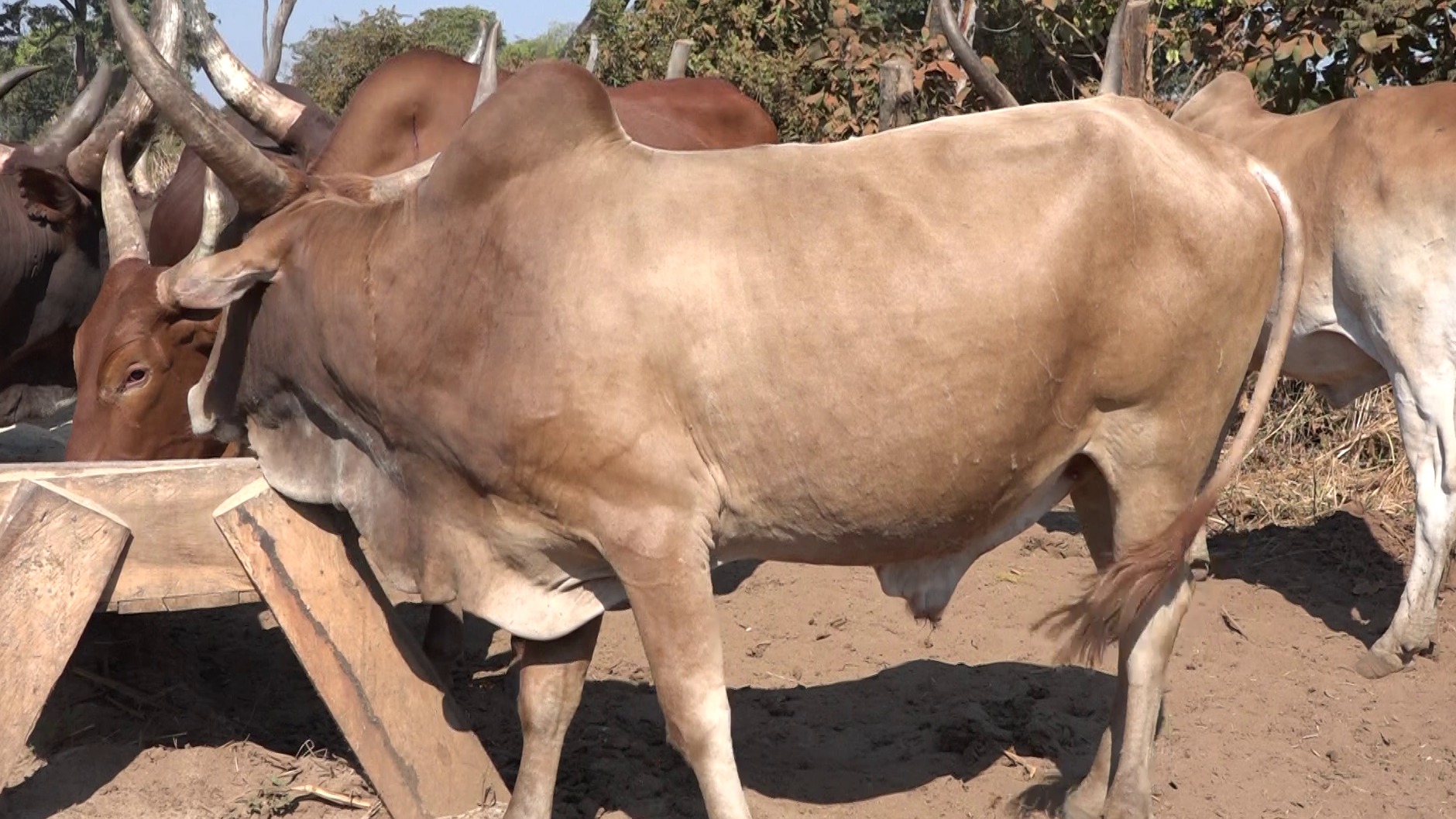 UWEZESHAJI
